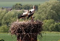Bild: Nachwuchs im nest