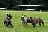 Bild: 5. Nordth&uuml;ringer Bulldoggentreffen