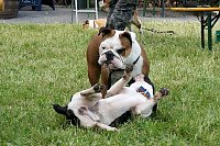 Bild: 5. Nordth&uuml;ringer Bulldoggentreffen