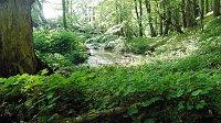 Bild: Das Steinm&uuml;hlental