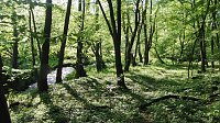 Bild: Das Steinm&uuml;hlental