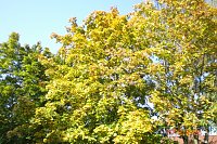 Bild: Altweibersommer