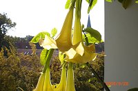 Bild: Altweibersommer