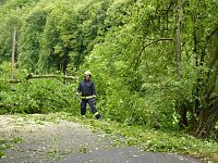 Bild: Baum umgest&uuml;rtzt