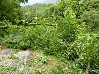 Bild: Baum umgest&uuml;rtzt