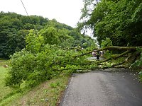 Bild: Baum umgest&uuml;rtzt