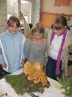 Bild: Pilze im Gymnasium