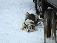 Bild: Schlittenhunderennen in Benneckenstein