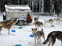 Bild: Schlittenhunderennen in Benneckenstein