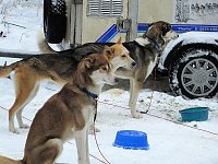 Bild: Schlittenhunderennen in Benneckenstein