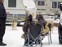 Bild: Schlittenhunderennen in Benneckenstein