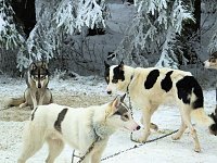 Bild: Schlittenhunderennen in Benneckenstein