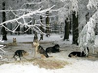 Bild: Schlittenhunderennen in Benneckenstein