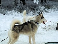 Bild: Schlittenhunderennen in Benneckenstein