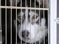 Bild: Schlittenhunderennen in Benneckenstein