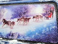 Bild: Schlittenhunderennen in Benneckenstein