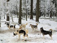 Bild: Schlittenhunderennen in Benneckenstein