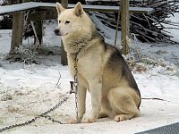 Bild: Schlittenhunderennen in Benneckenstein