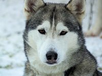 Bild: Schlittenhunderennen in Benneckenstein