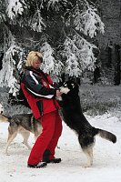 Bild: Schlittenhunderennen in Benneckenstein