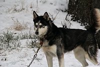Bild: Schlittenhunderennen in Benneckenstein