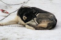 Bild: Schlittenhunderennen in Benneckenstein