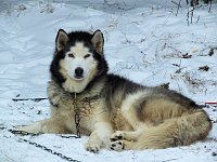 Bild: Schlittenhunderennen in Benneckenstein