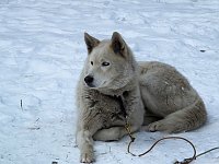 Bild: Schlittenhunderennen in Benneckenstein