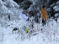 Bild: Schlittenhunderennen in Benneckenstein