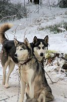 Bild: Schlittenhunderennen in Benneckenstein