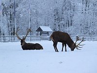 Bild: Der Oberharz am Brocken