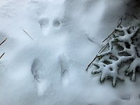Bild: Der Oberharz am Brocken