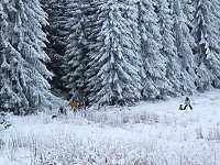 Bild: Der Oberharz am Brocken