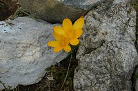 Frühling im Garten Bild: Frühling im Garten