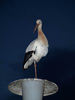 Bild: Schnuckelchen