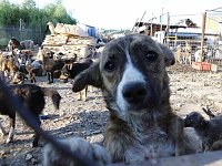 Bild: Sommerfest des Tierschutzvereines