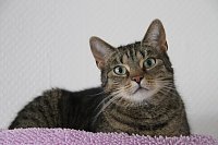 Bild: Tierisches Sommerfest