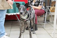 Bild: Tierisches Sommerfest