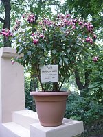 Bild: Parkfest: Neuz&uuml;chtung Fuchsie "Park Hohenrode" Leihgabe zum Fritz Kneiff 150. Geburtstagfeier.
