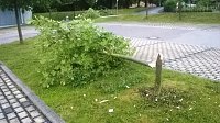 Bild: B&auml;ume gef&auml;llt