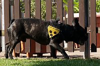 Bild: Bulldoggen aller L&auml;nder....