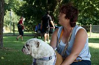 Bild: Bulldoggen aller L&auml;nder....