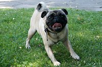 Bild: Bulldoggen aller L&auml;nder....