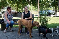Bild: Bulldoggen aller L&auml;nder....