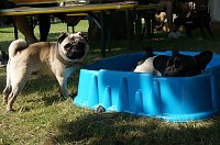 Bild: Bulldoggen aller L&auml;nder....