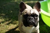Bild: Bulldoggen aller L&auml;nder....