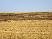 Bild: Feld brannte