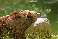 Bild: Tierparkfest in Thale
