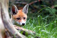 Bild: Tierparkfest in Thale