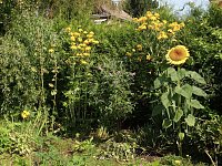 Bild: Sonnenblume